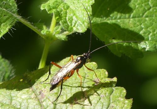 Exetastes calobatus